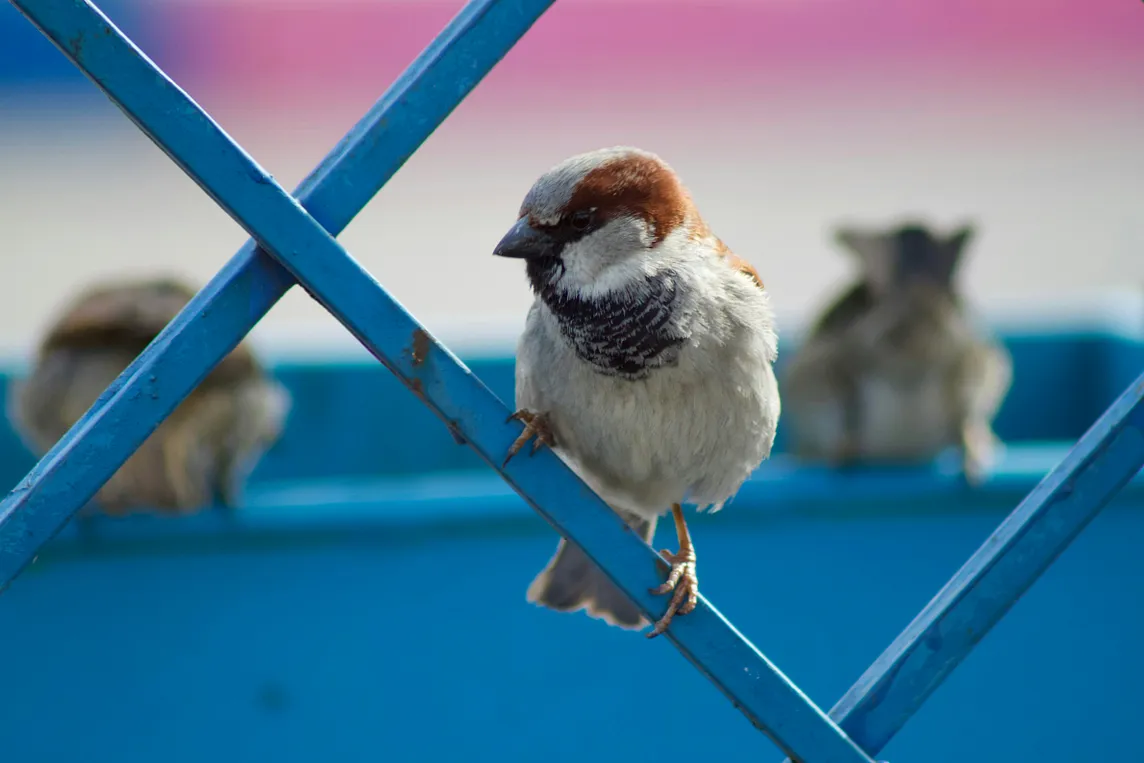 Why Sparrows Are Disappearing