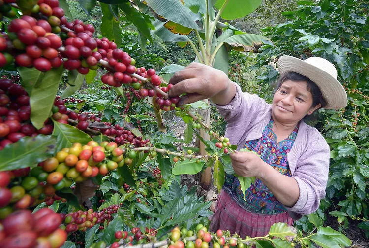 Wanderlust in a Cup: Explore the World Through Coffee — Guatemala