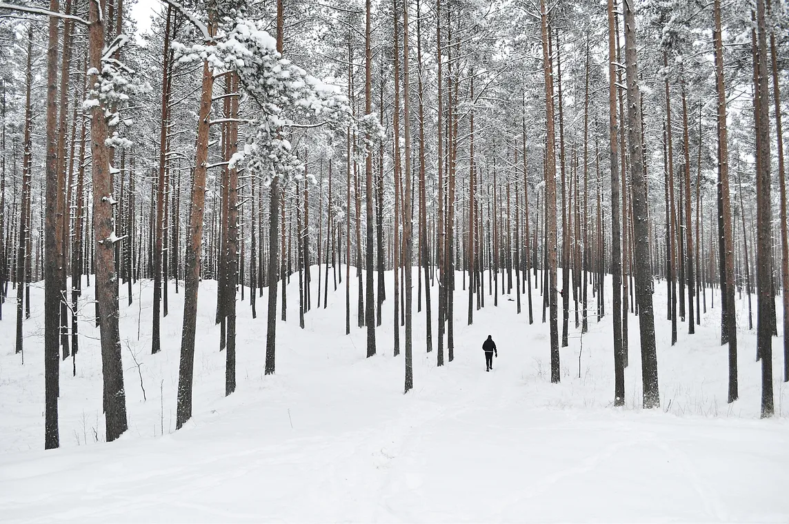 Walking through a nearly leafless bank of trees