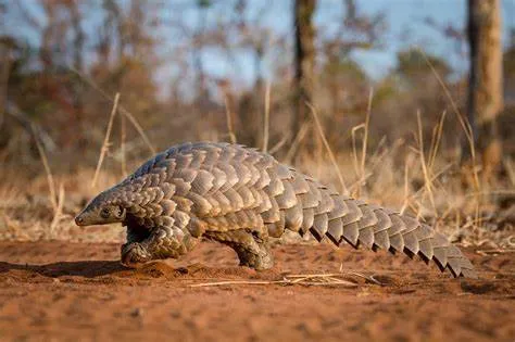 The Fascinating World of the Pangolin: Earth’s Scaled Mammal