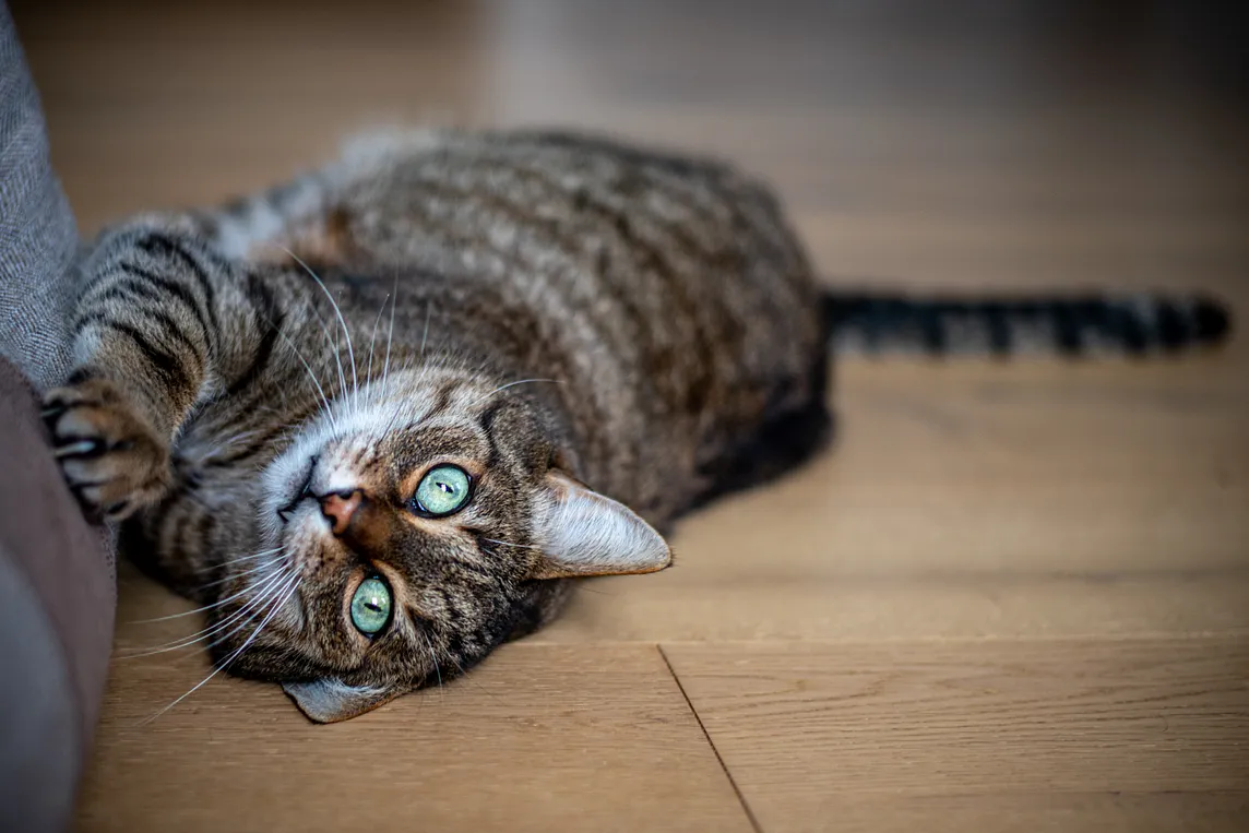 Why does a cat need a good scratch post