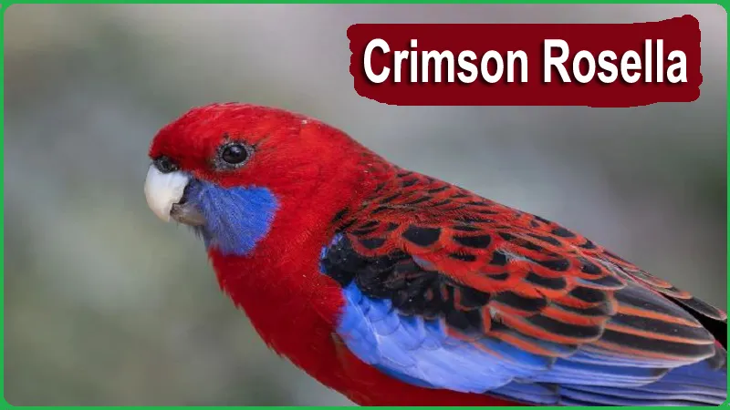 Crimson Rosella: Care, Diet, Fact, & History (With Pictures)