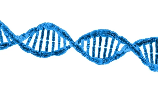 Exploring the Importance of Chromosomes in DNA Organisation