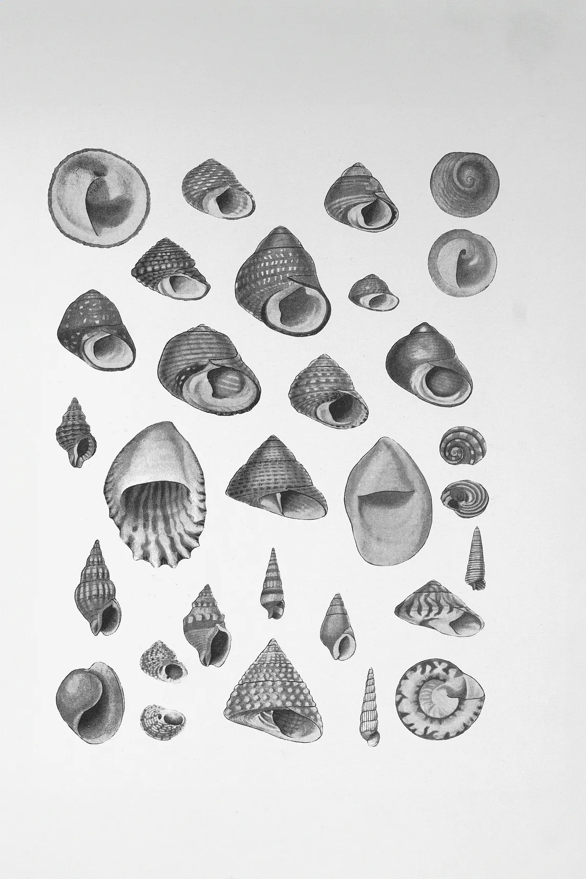 Sea Shells of New Zealand Book authored by Bucknill, C. E. R. (Charles Edward Reading), 1865-1929, and illustrated with original drawings by Powell, A. W. B. (Arthur William Baden), 1901-1987. Published in Auckland [N.Z.], by Whitcombe & Tombs, [1924]. www.biodiversitylibrary.org/bibliography/194294