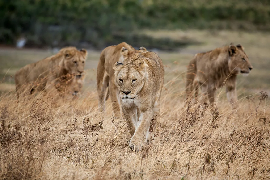 Why We Don’t Eat Lions and Tigers