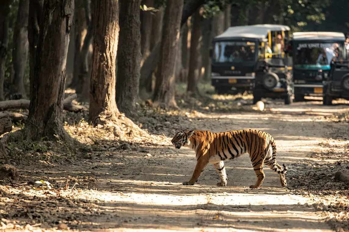 Exploring the Wild: A Comprehensive Guide to Dense Corbett Tour Packages