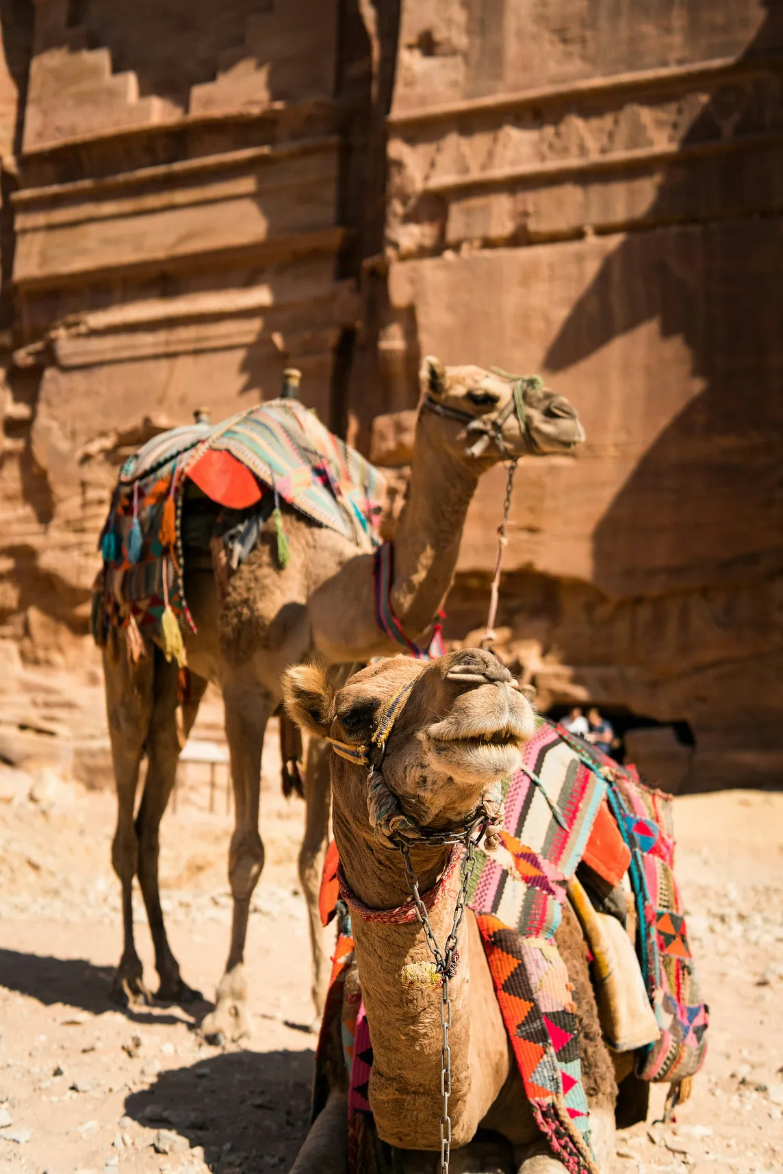 Here is a detailed article about camels: