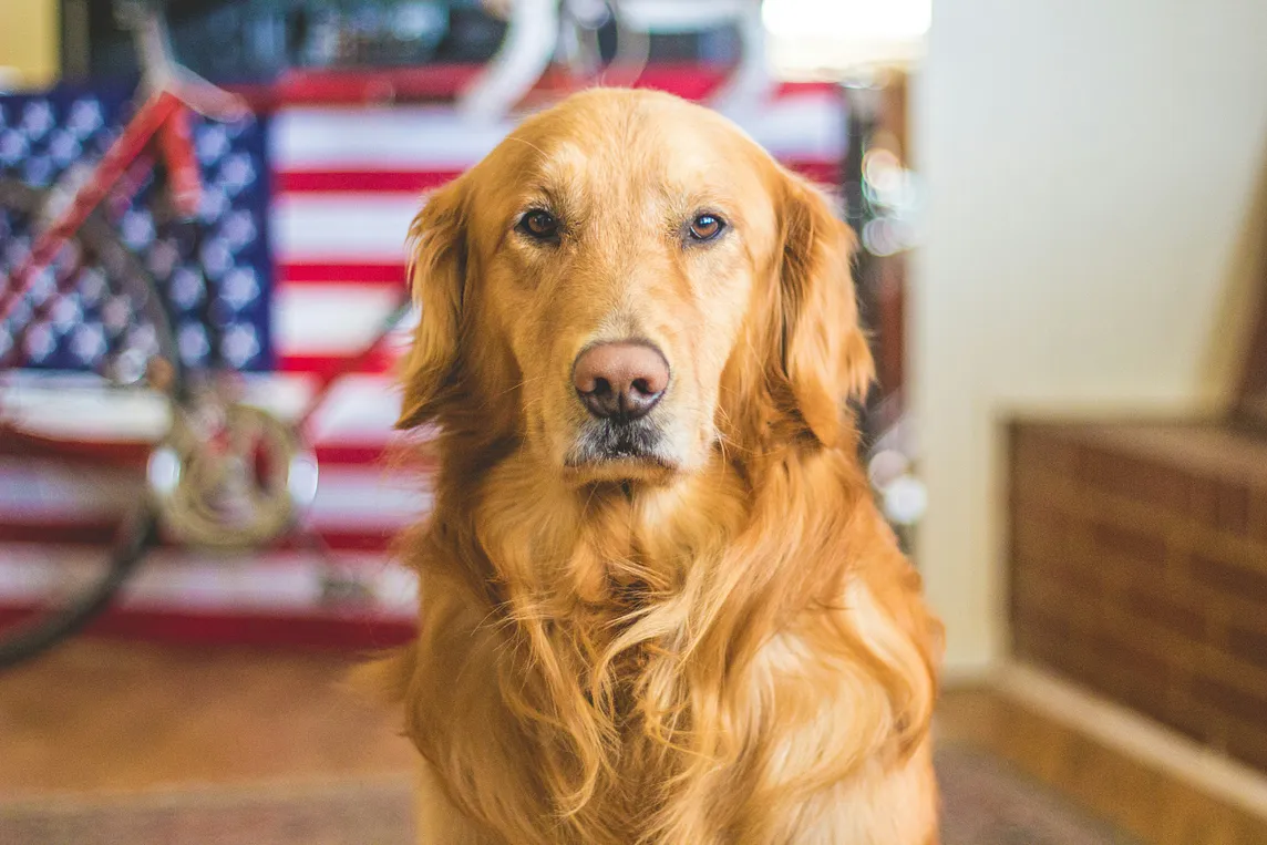 A light brown dog sits in front of an American flag.