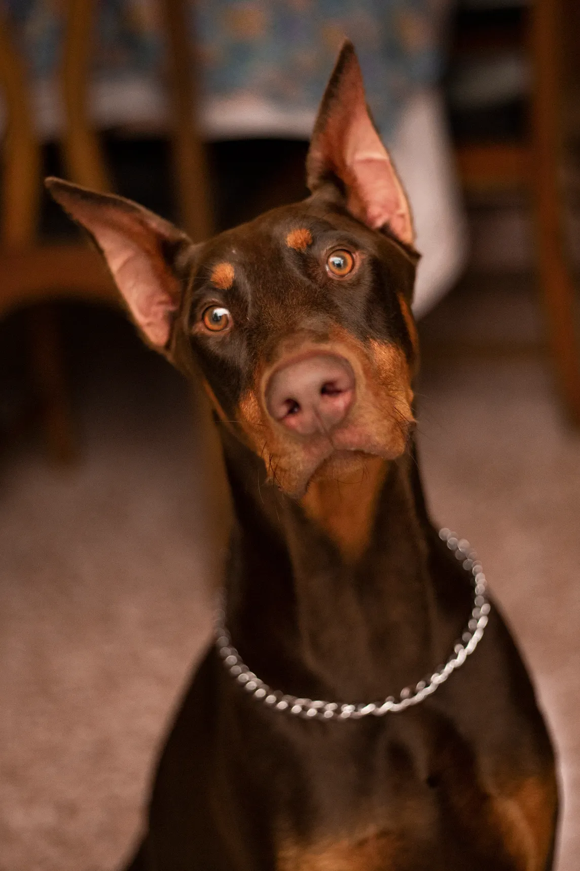 Doberman Pinscher Origin