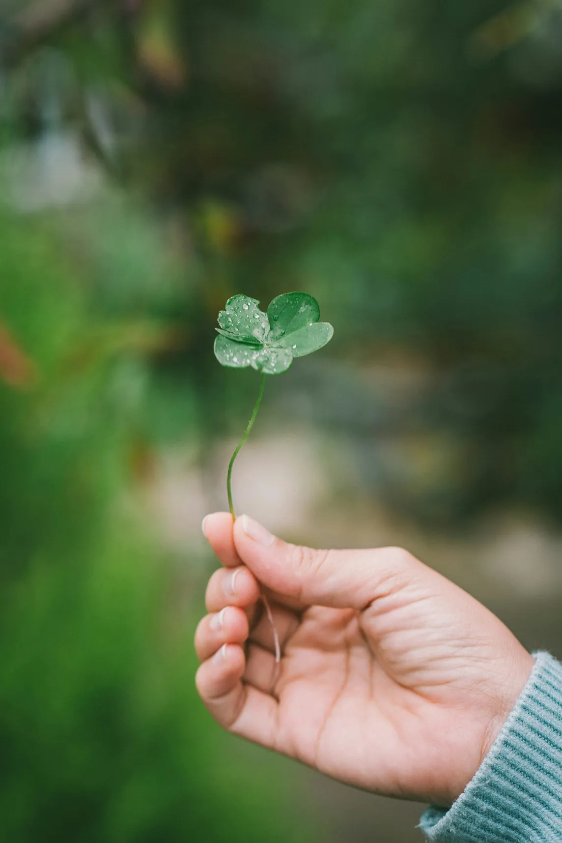 Hand with light green sweater cuff holding a four-leafed clover