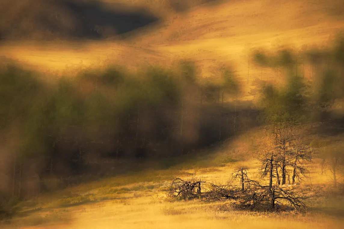 A blurry yellow scene with burned trees in the lower right corner