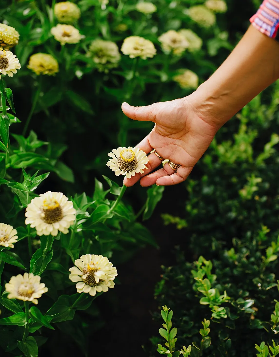 Author’s hand reaching for flowers in nature