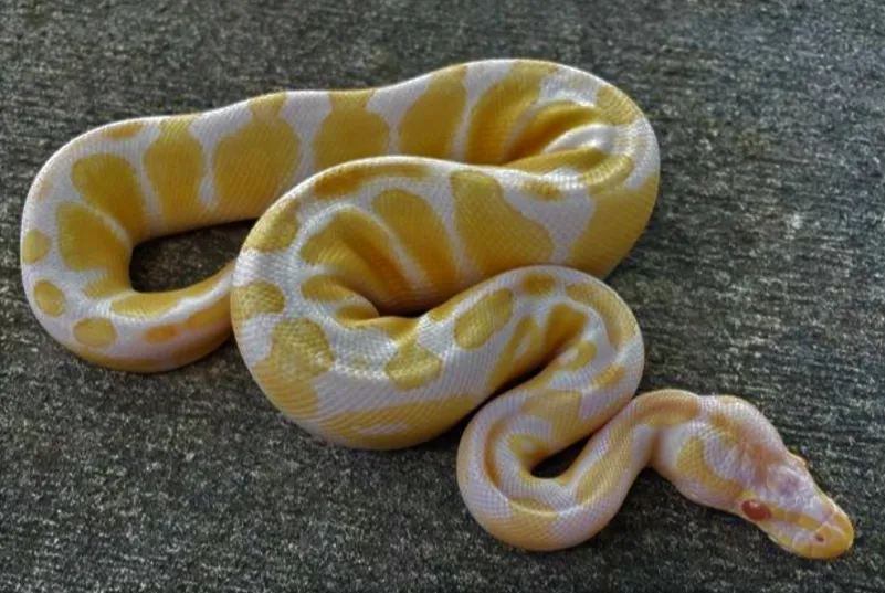 11 Species of Yellow and White Snakes| Facts