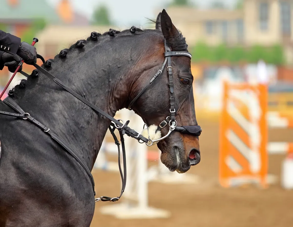 A NOTE ABOUT BITS versus BITLESS BRIDLES