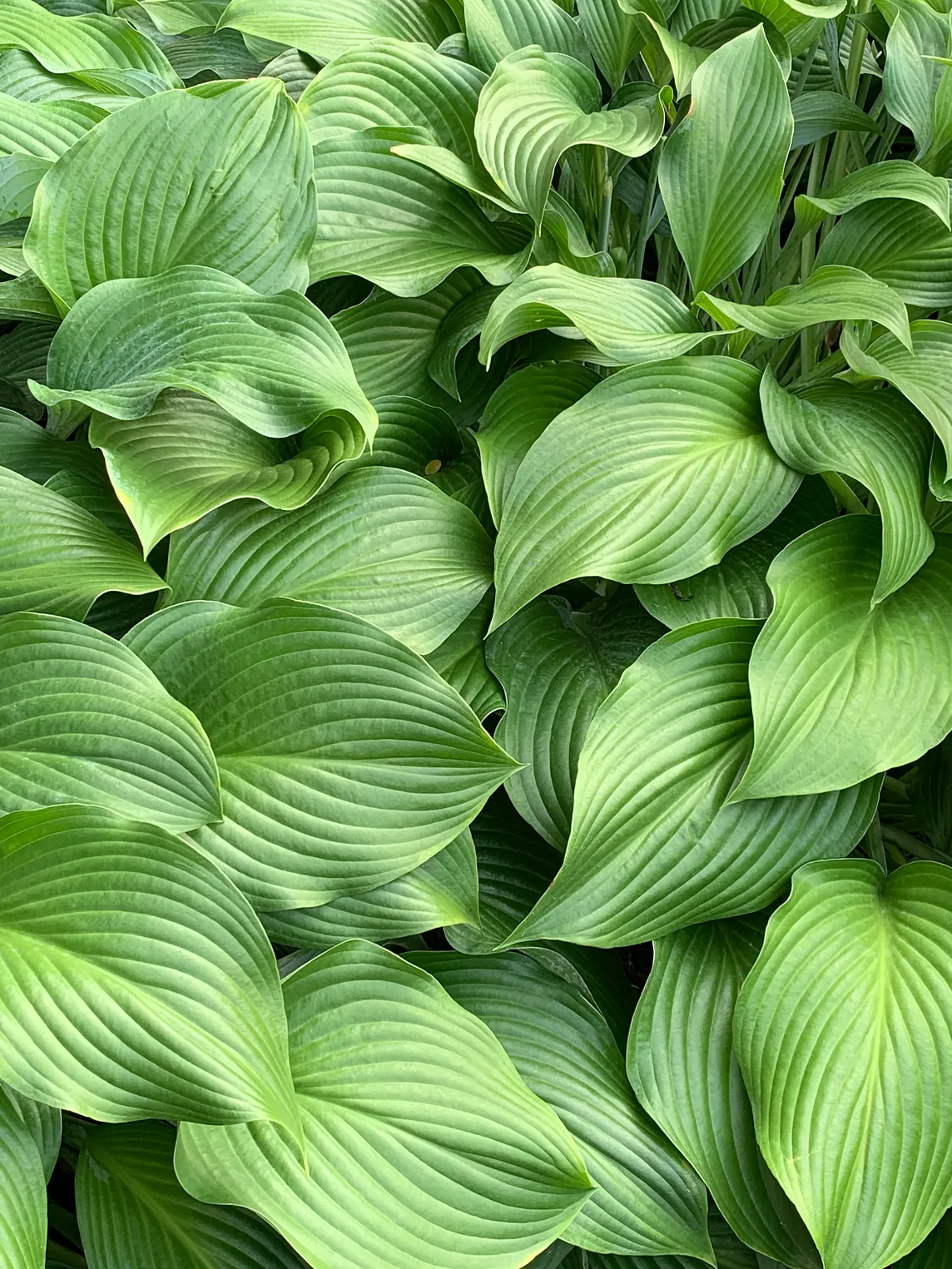 close up of lush green hosta foliage