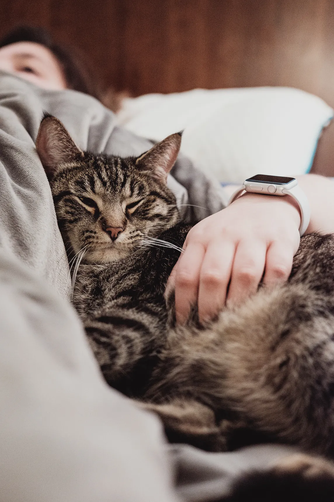 Why Is My Cat Kneading on My Stomach?