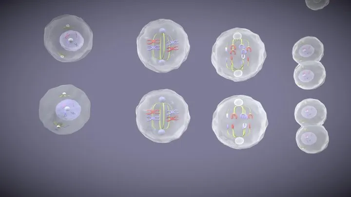 The Role of Meiosis in Sexual Reproduction