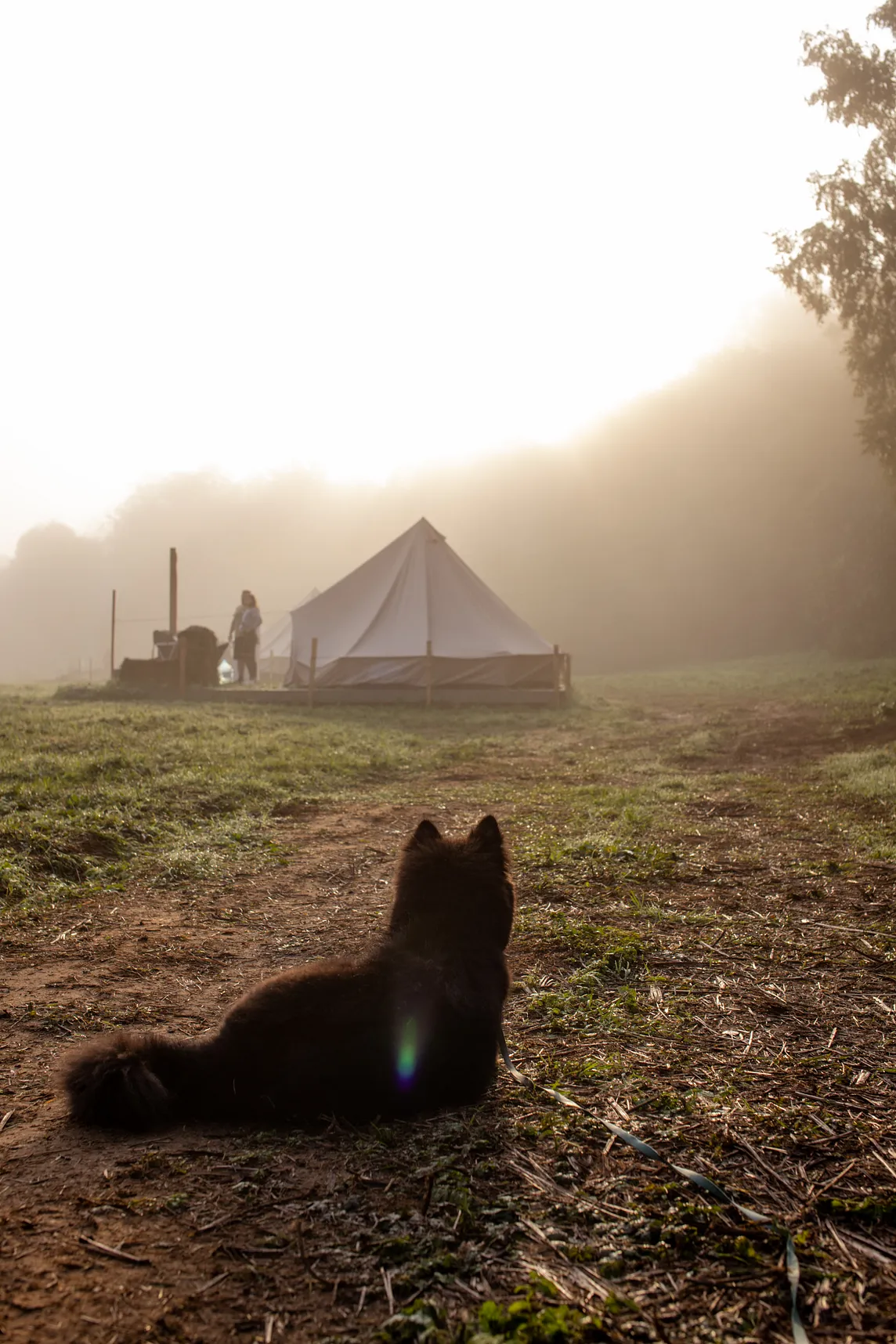 Glamping with Cats
