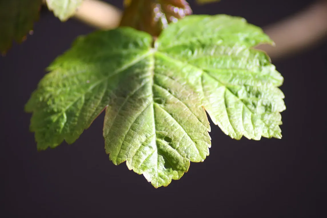 3 major tools & techniques used for Plant Tissue Culture