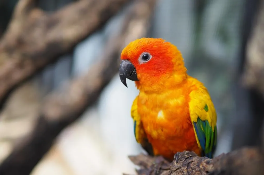 How to Successfully Breed Sun Conures: An Inside Look at Ideal Setup