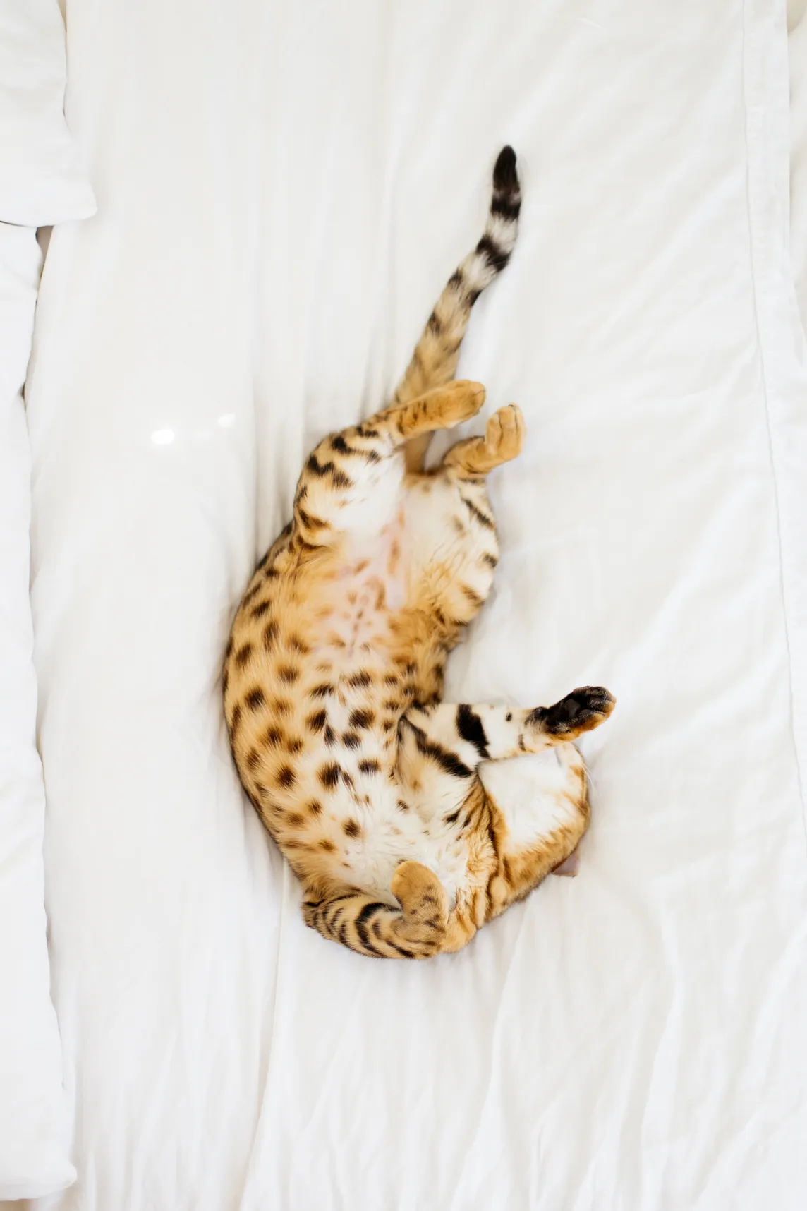 The Road to Bliss: How Belly Rubs Can Change Your Cat’s Life