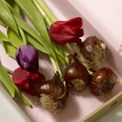 Bunch of red and purple tulips in a box with bulbs attached