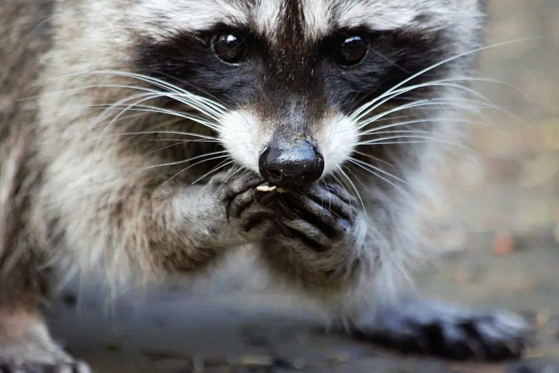 Raccoons have the best hands in the Animal Kingdom