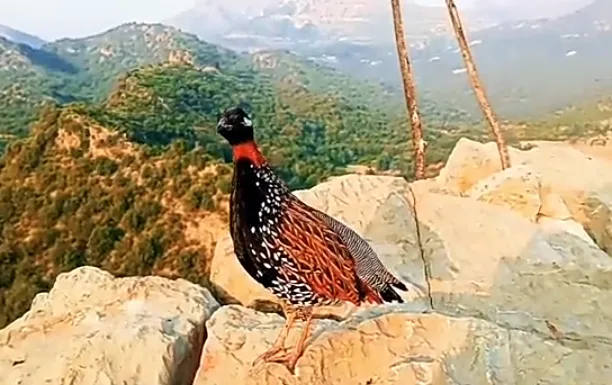 The Black Francolin: A Closer Look at a Fascinating Bird