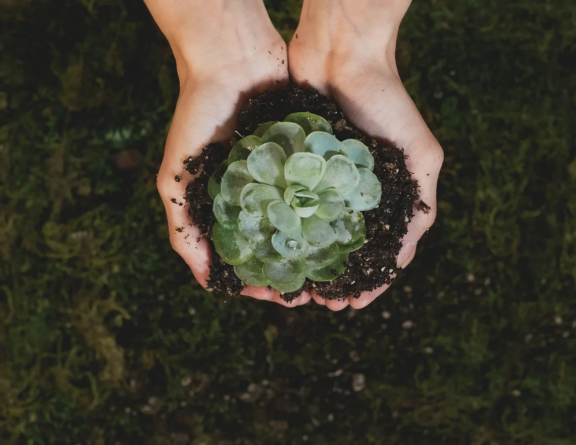 Woman’s hands cupping a small succulent plant in dirt