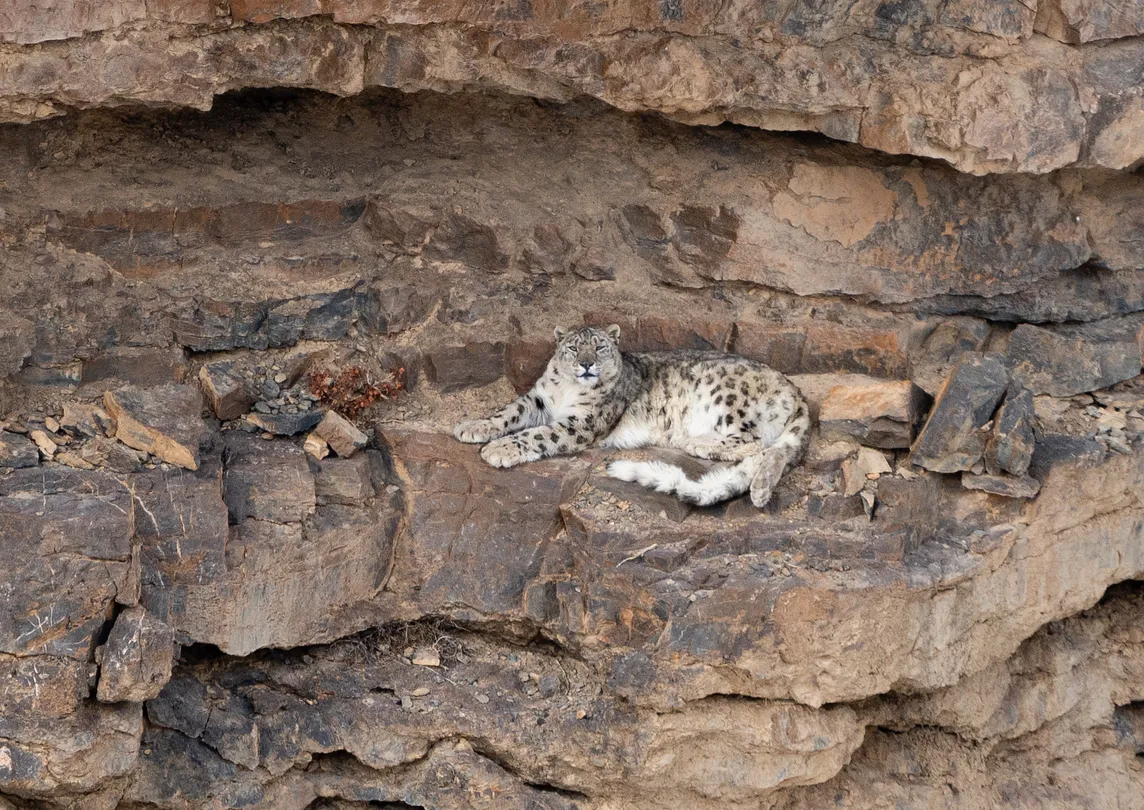 Snow leopard expedition in Spiti valley