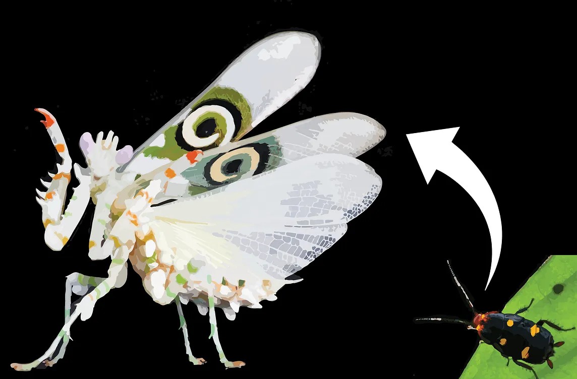 An artistic depiction of a brightly colored insect transformation, showing a smaller beetle-like insect on a leaf with an arrow pointing to a larger insect resembling a mantis. The larger insect features striking wing patterns with eye-like markings, blending white, green, and orange hues. The background is black, emphasizing the insects and their details.