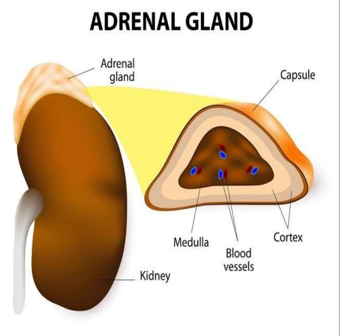 Adrenal glands why it’s important for body