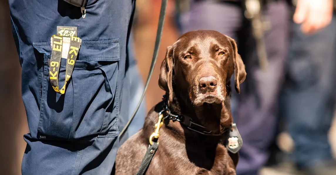 A brown K9 police dog looks ahead while an officer stands by.