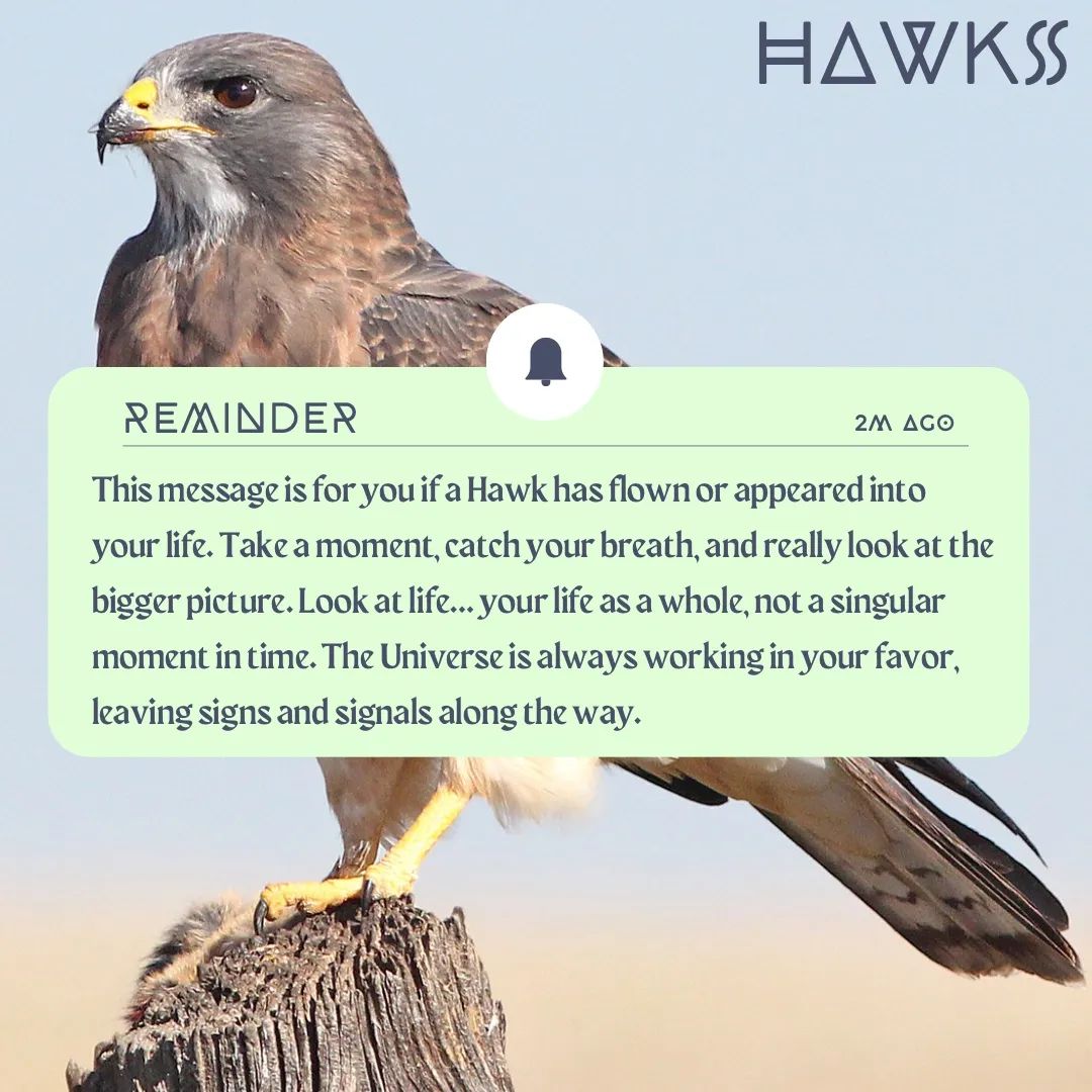 Symbolism and Meaning of Hawks