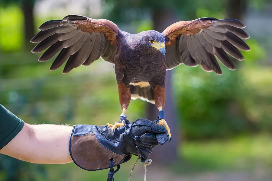 Falconry: An Ancient Bond Between Humans and Raptors