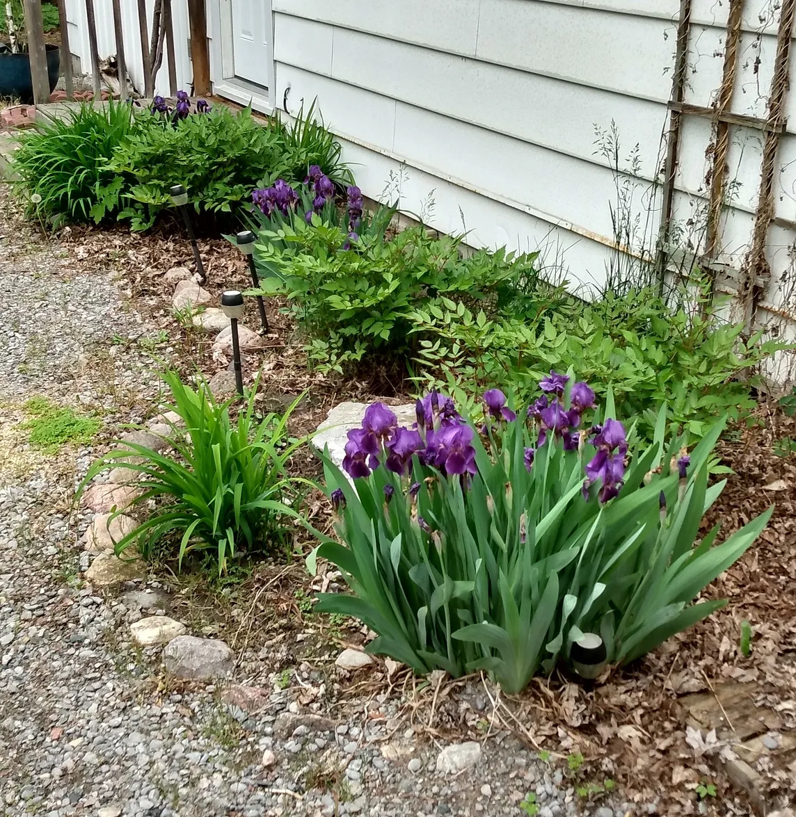 How to Create a Lush New Flower Garden on A Budget