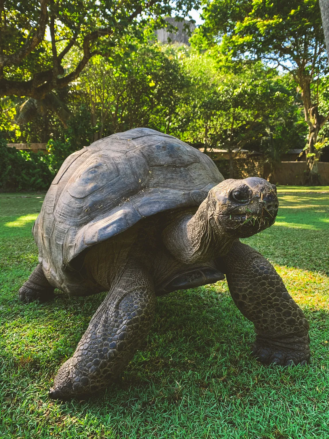 Restoring Balance: The Remarkable Return of Giant Tortoises to Madagascar