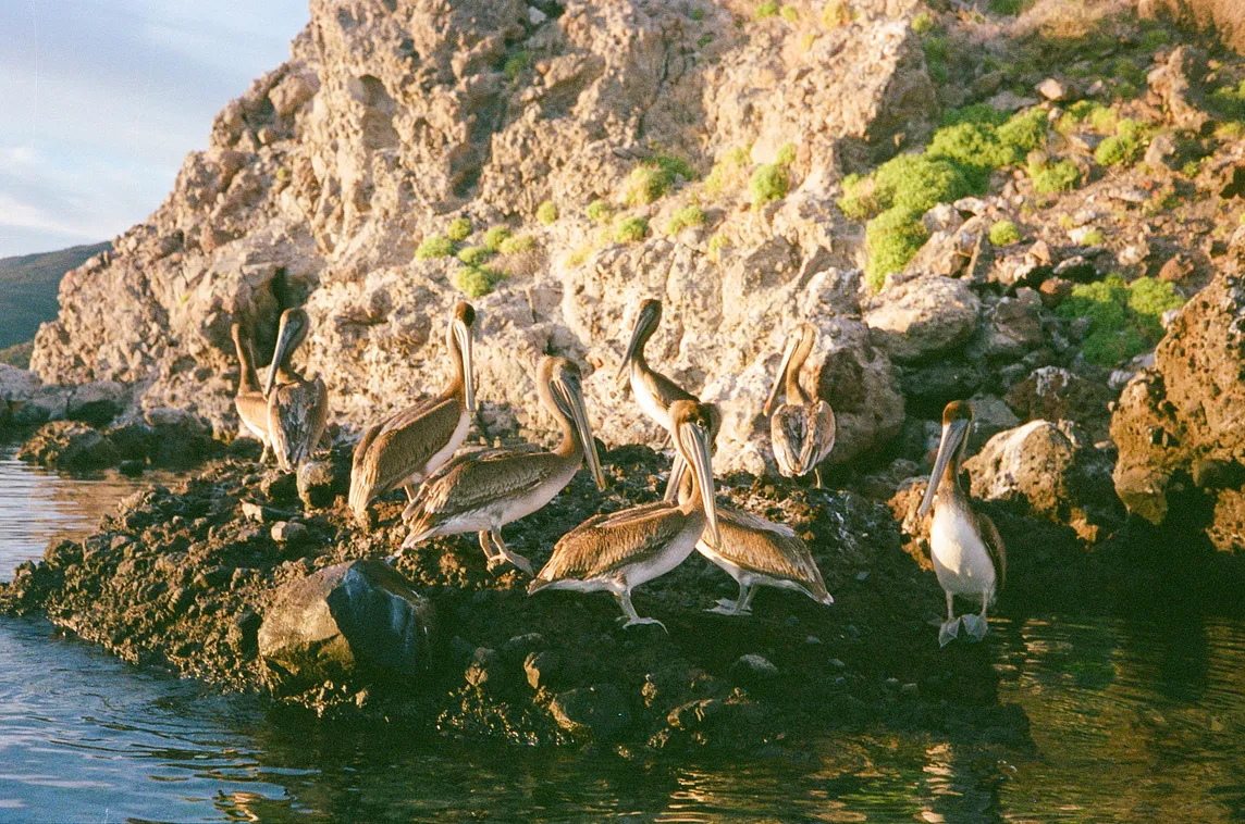 Bird Observations in the Sea of Cortez