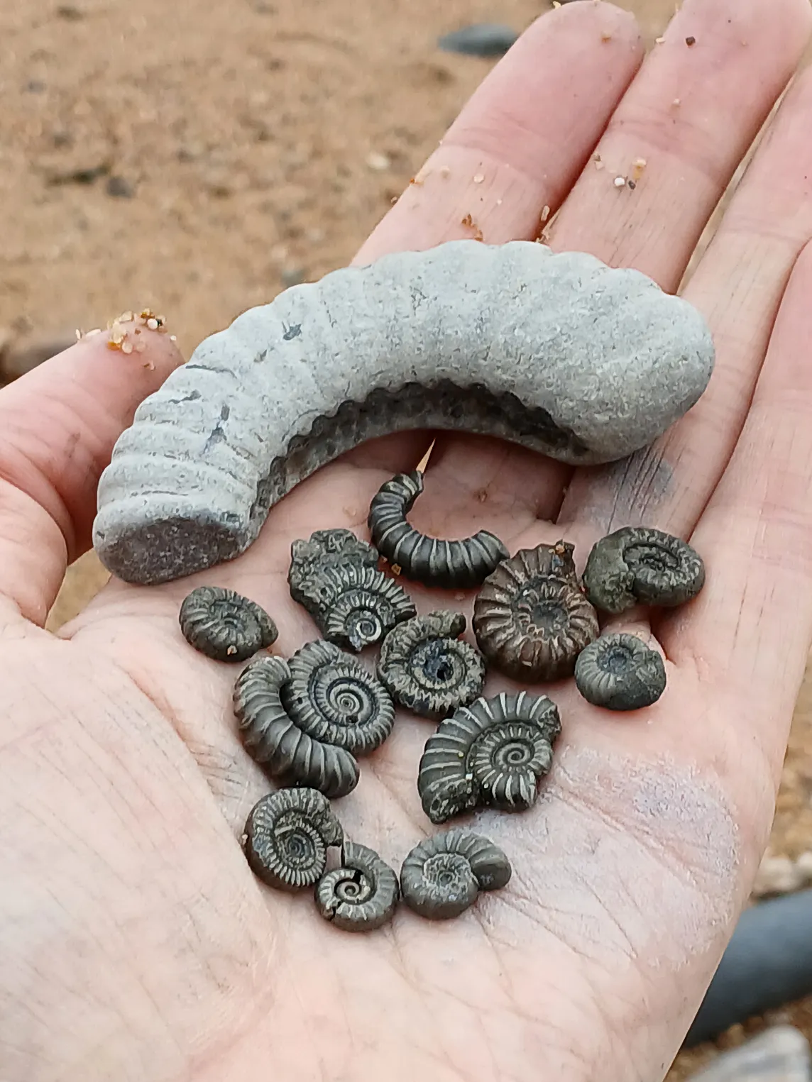 Fossil Hunting on Charmouth Beach