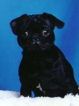 Bucky the Black Puglet — How We Met