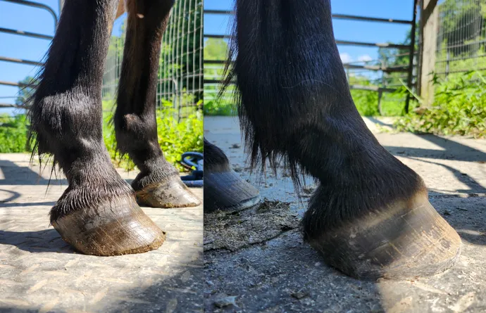 Three Oddly Satisfying Aspects of Working with Horses