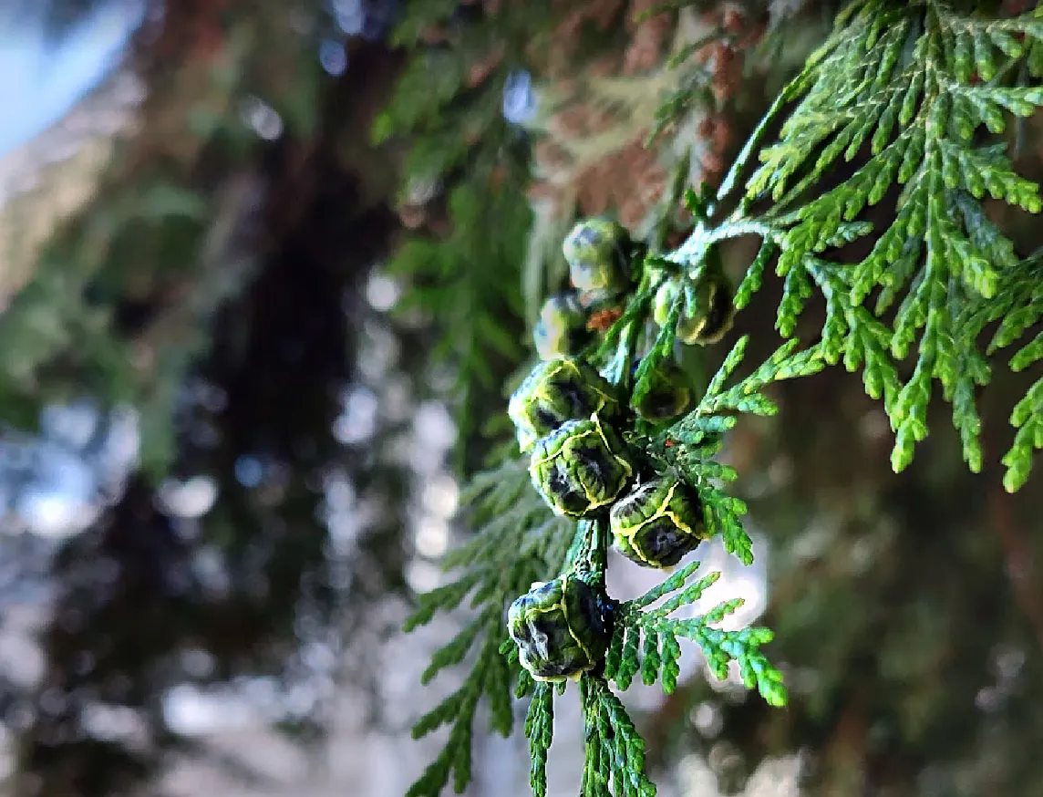 A closeup of the vibrant green foliage of a Nootka Cypress with the first green buds of what will become cone.