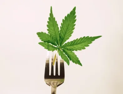 Does CBD Make You Hungry? Exploring the Science