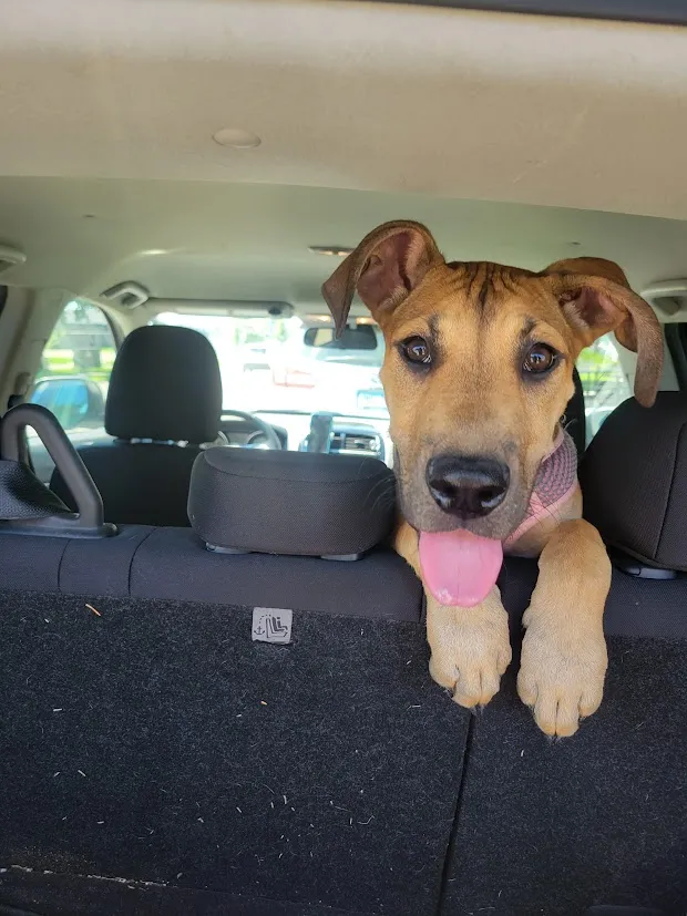 Foster rescue dog in the car