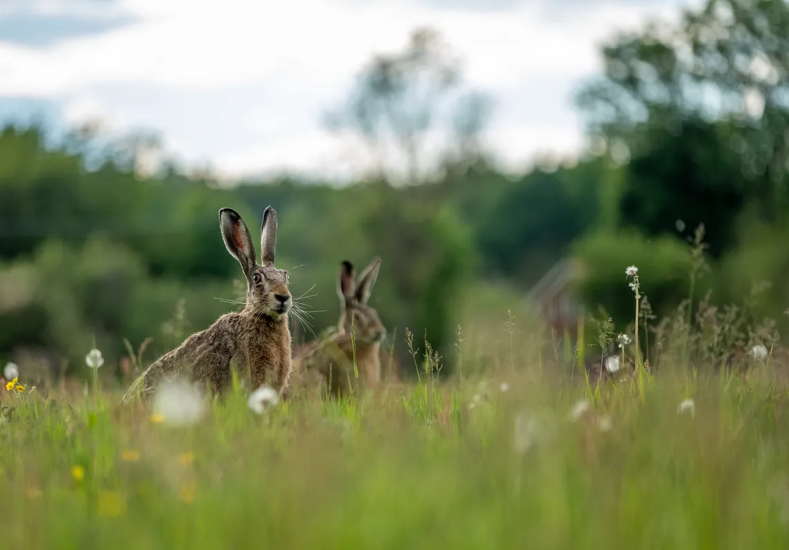 Reconsidering Watership Down Going Into COP28