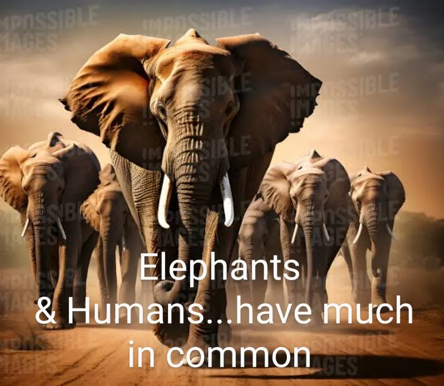 Elephants 🐘 are almost humans 🚶