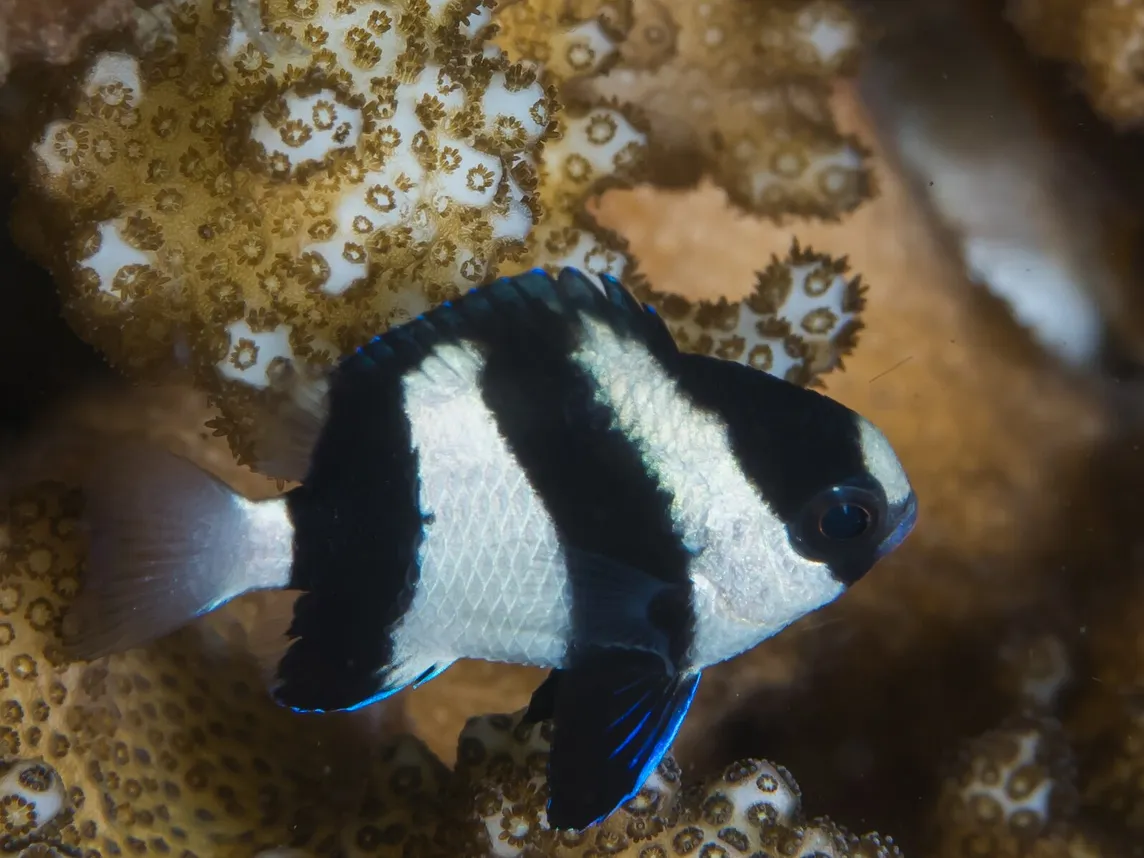 Stripey Damselfish Use ‘Motion Dazzle’ As An Anti-Predator Strategy