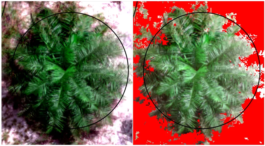 ArcGIS Pro Tutorial: Masking the Canopy Area of Oil Palm Leaves