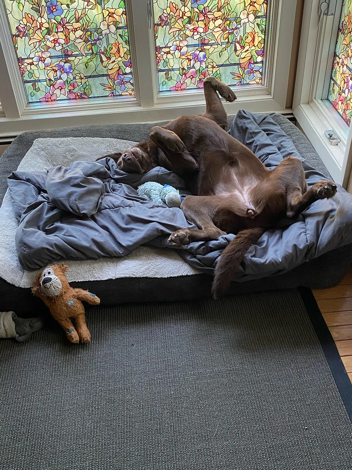 Happy Chocolate Labrador Retriever upside down on a grey bed with a stained glass window behind her and two teddy bears