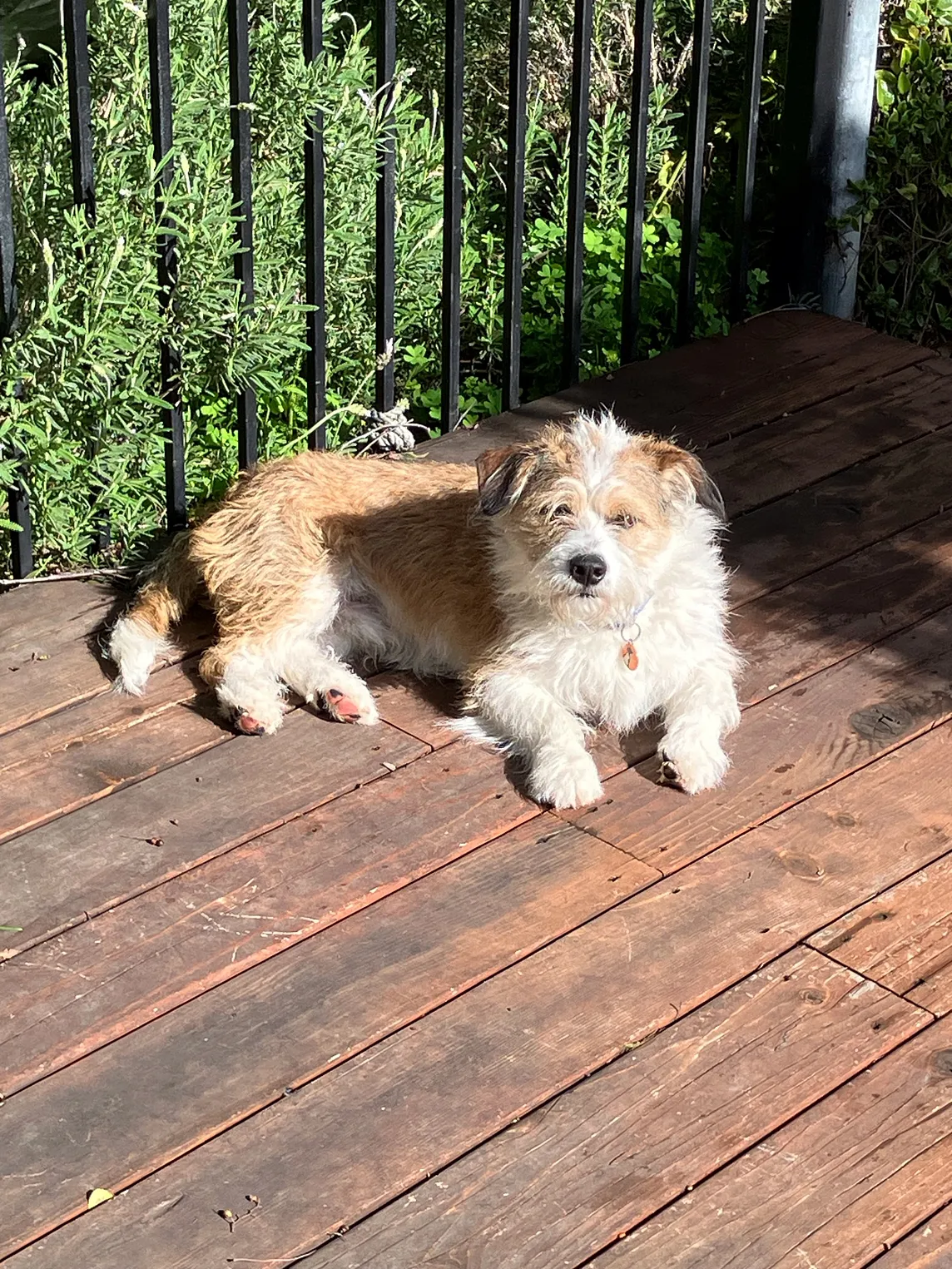 Casey, the author’s dog, is pictured.